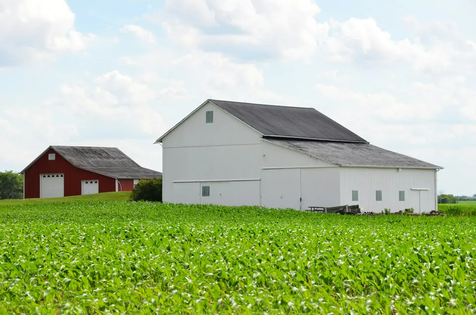 A white barn and a red barn behind young corn